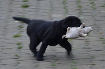 Labrador retriever šteniatka s PP - 8