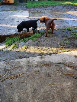 Labrador štaniatka - 8
