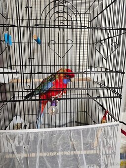 Samec rozela penant - 8