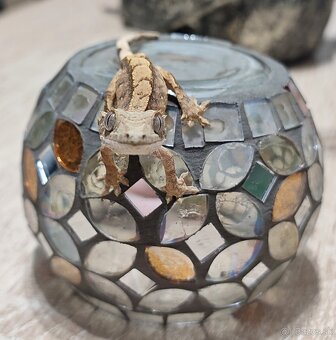 Pagekon Riasnaty - 8