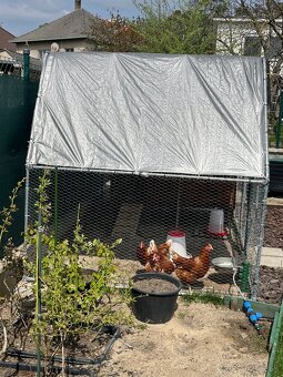 predam sliepky brown nick - 8