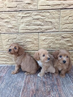 Maltipoo mini, maltipo - 8