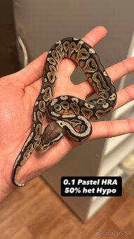 Pytóny Kráľovské - 8