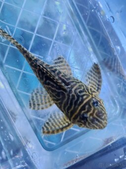 Pleco - 8