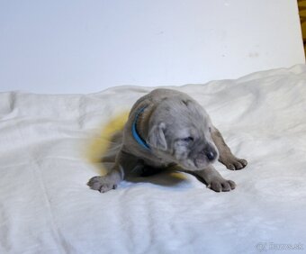 Louisianský leopardí pes s PP - 8