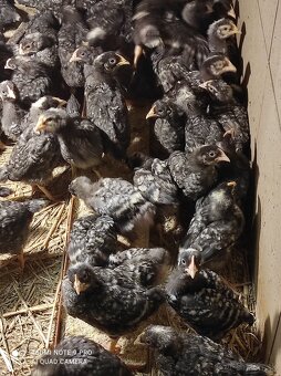 Kuričky, Kalimero - 8