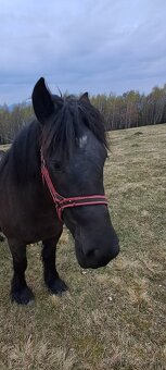 Predám ťažnú kobylu - 8