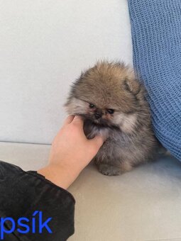 Pomeranian mini - 8