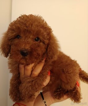 Toy Pudel - 8
