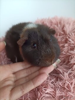 Morčatá Us Teddy - 8