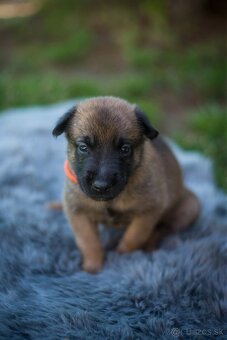 Belgický ovčiak Malinois - 8