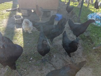 Ayam Cemani - 8
