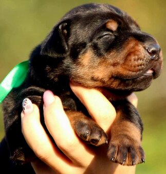 Doberman šteniatka na predaj - 8