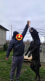 Cane corso šteniatka - 8