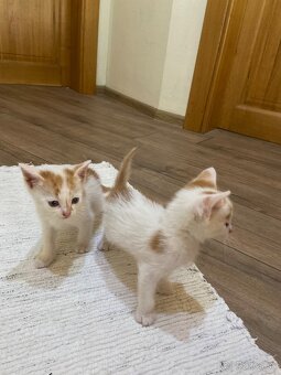 Kocúrikovia hľadajú nový domov - darujem🐾 - 8