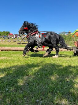 Pripúšťanie plemennými žrebcami - 8