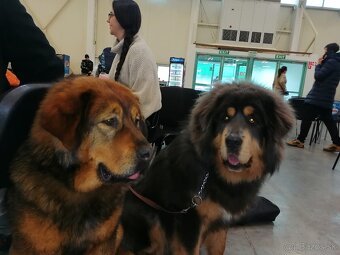 Tibetska doga šteniatka s PP - 8