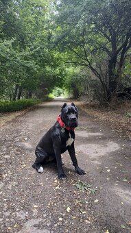 Cane corso - 8