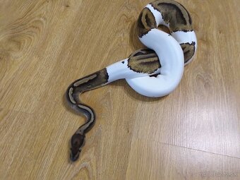 Python regius piebald - dve dospelé samice - 8