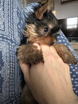 Yorkshirsky terier s PP - 8