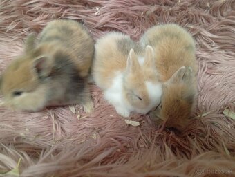 Zakrslí zajkovia - 8