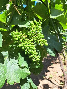 Predáme vinicu s chatkou pri Podhájskej - 8