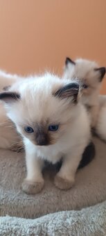 Ragdoll mačiatka, mačka - 8