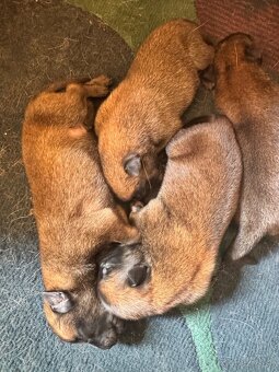 Belgicky ovčiak Malinois - 8
