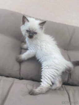 Ragdoll mačiatka bez PP - 8