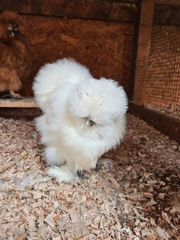 Nasadove vaj.araucana lavender,araucana,hodvabnicka usa - 8