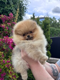 Pomeranian FCI - 8