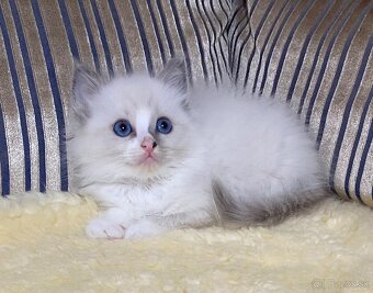 Ragdoll bez pp - 8
