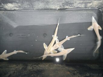 Ponukam jazierkove rybky, koi kapre, filtračné rastliny - 8