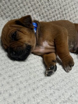 Rhodesian Ridgeback s preukazom pôvodu - 8