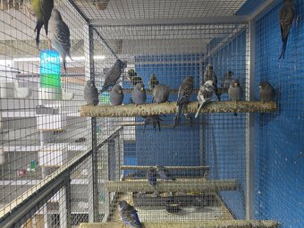 Blackface andulka - 8