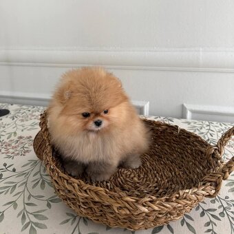 Pomeranian mini - 8