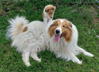 Kólia dlhosrstá s PP - 8