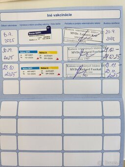 Nemecký Ovčiak - 8