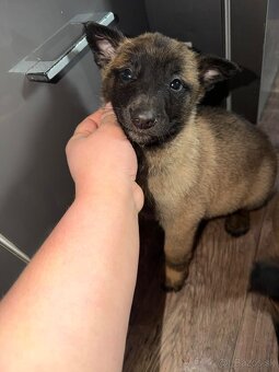 Belgický ovčiak bez PP - 8