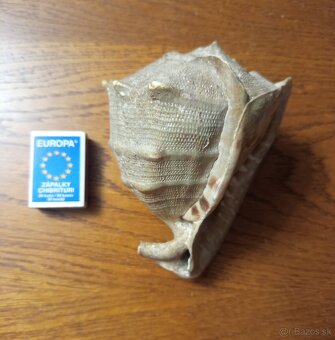 morská mušľa Prilbovka (Cassis) - 8