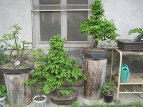 bonsai,bonsaj-hrab 5 - 8