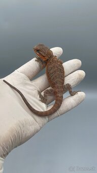 Agama bradata / pogona vitticeps - 8