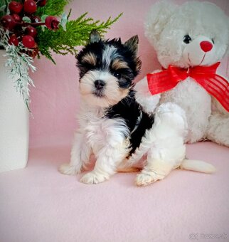 Yorkshir teriér biewer mini fenočka - 8