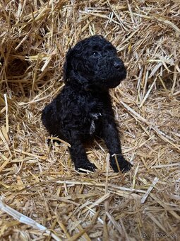 Pudel  Kralovsky Velký Krytie - 8