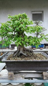 bonsai,bonsaj-hrab 2 - 8