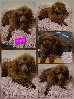 Pudlik pudel Mini toy Red - 8