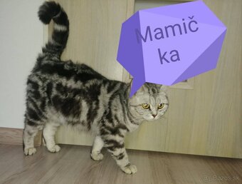 Britské Whiskas mačiatka rezervácia - 8