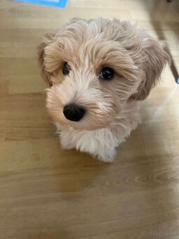 Maltipoo - miniatúrne - 8