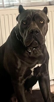 Cane Corso s PP - 8