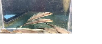 arapaima gigas +gary - 8